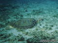 foto de buceo