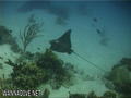 foto de buceo