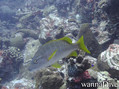 foto de buceo