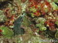foto de buceo