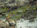 foto de buceo