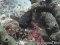 foto de buceo