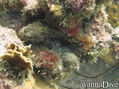 foto de buceo
