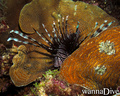 foto de buceo