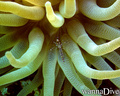 foto de buceo