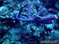 foto de buceo