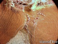 foto de buceo