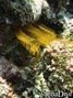 foto de buceo