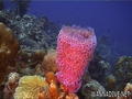foto de buceo