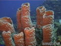 foto de buceo