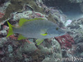 foto de buceo
