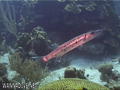 foto de buceo