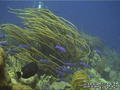 foto de buceo