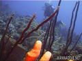 foto de buceo