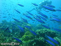 foto de buceo