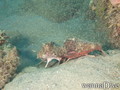 foto de buceo