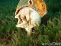 foto de buceo