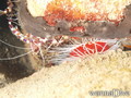 foto de buceo