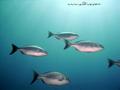 foto de buceo