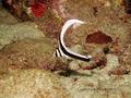 foto de buceo