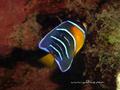 foto de buceo