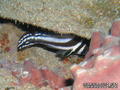 foto de buceo