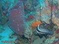 foto de buceo