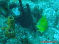 foto de buceo