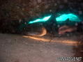 foto de buceo