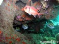 foto de buceo