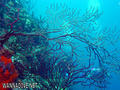 foto de buceo