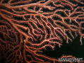 foto de buceo
