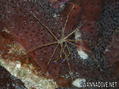 foto de buceo