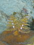 foto de buceo