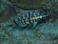foto de buceo