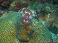 foto de buceo