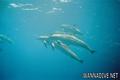 foto de buceo