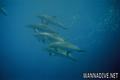 foto de buceo
