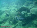 foto de buceo