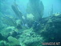 foto de buceo