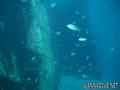 foto de buceo