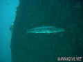 foto de buceo