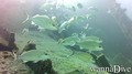 foto de buceo