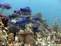 foto de buceo