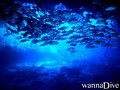 foto de buceo