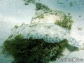 foto de buceo