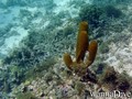 foto de buceo