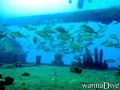 foto de buceo