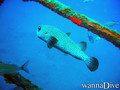 foto de buceo