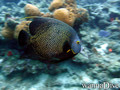 foto de buceo